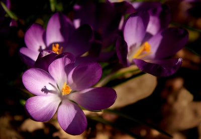 紫色和白色花朵在微距镜头
